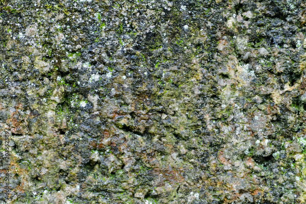grunge texture, background: old wall covered with moss grunge texture, background: old wall covered with moss