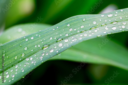 Drops of dew on a leaf of grass. Drops of water on grass after rain_