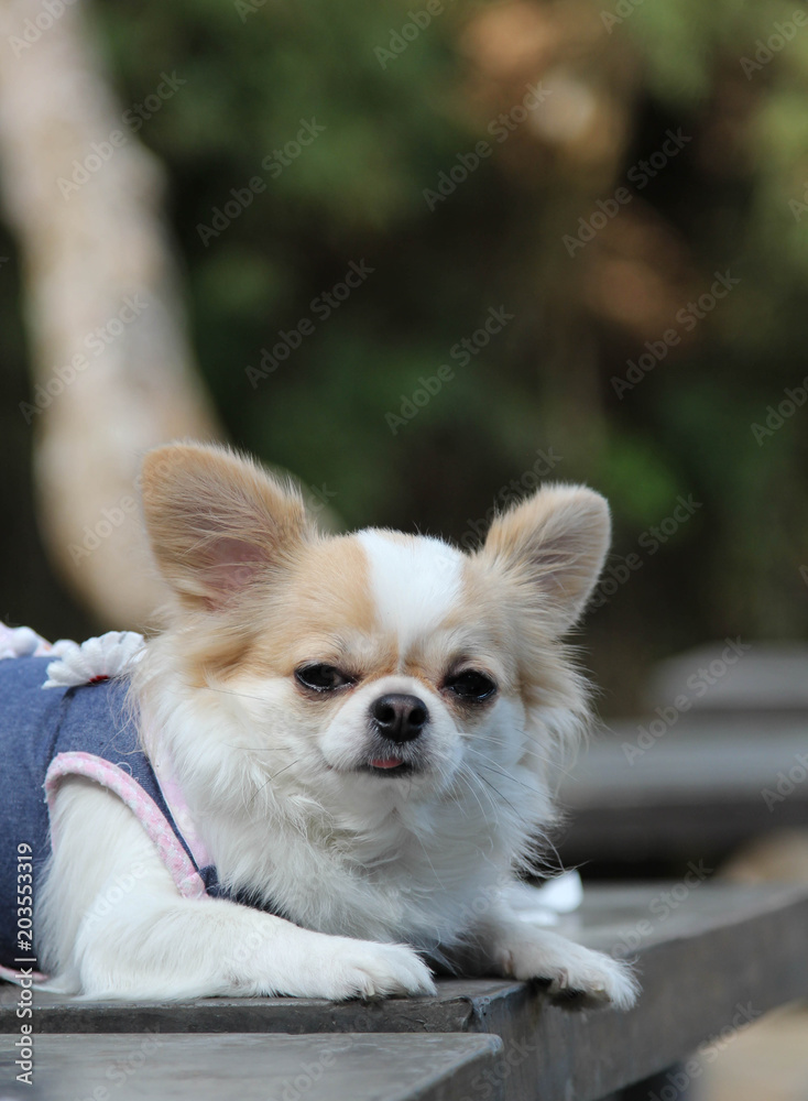 White and brown female Chihuahua dog sitting on the table.