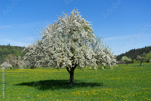 Großer blühender Apfelbaum in einer Wiese mit Löwenzahn 