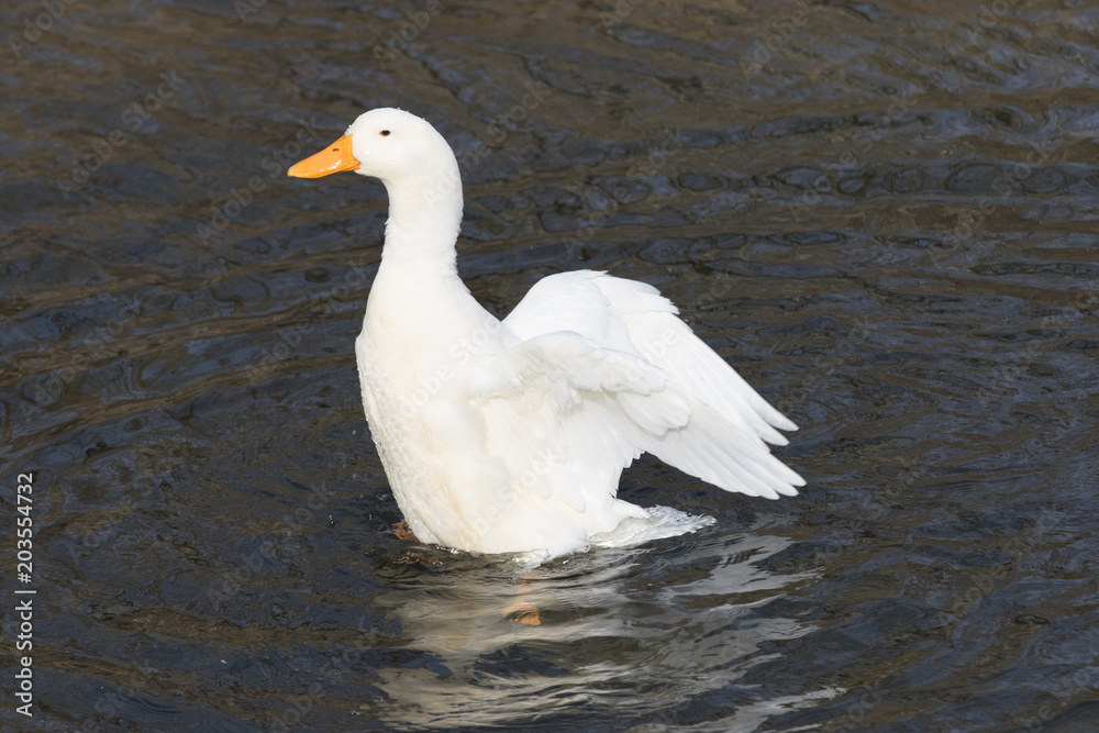 White, domestic duck, Pekin duck, rising up out of rippling water, with wings extended backward. White, domestic duck, Pekin duck, rising up out of rippling water, with wings extended backward.