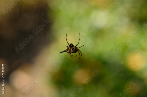 Close up spider on the web or spider web on blurry background © mypuy