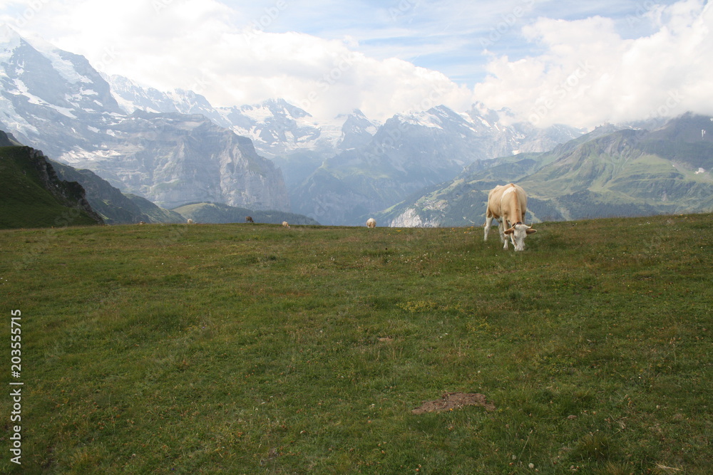 Vacas pastando hierba