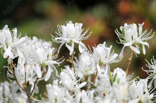 White-flowered variety of Canada rosebay or rhodora (Rhododendron canadense Alba) in garden photo