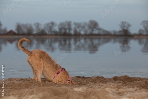 Fototapeta Naklejka Na Ścianę i Meble -  hellbrauner Mischlingshund buddelt im Sand am Strand des Flusses Weser, der Kopf ist im tiefen Loch verschwunden
