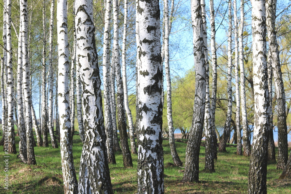 Obraz premium birch trees with white bark in spring in birch grove