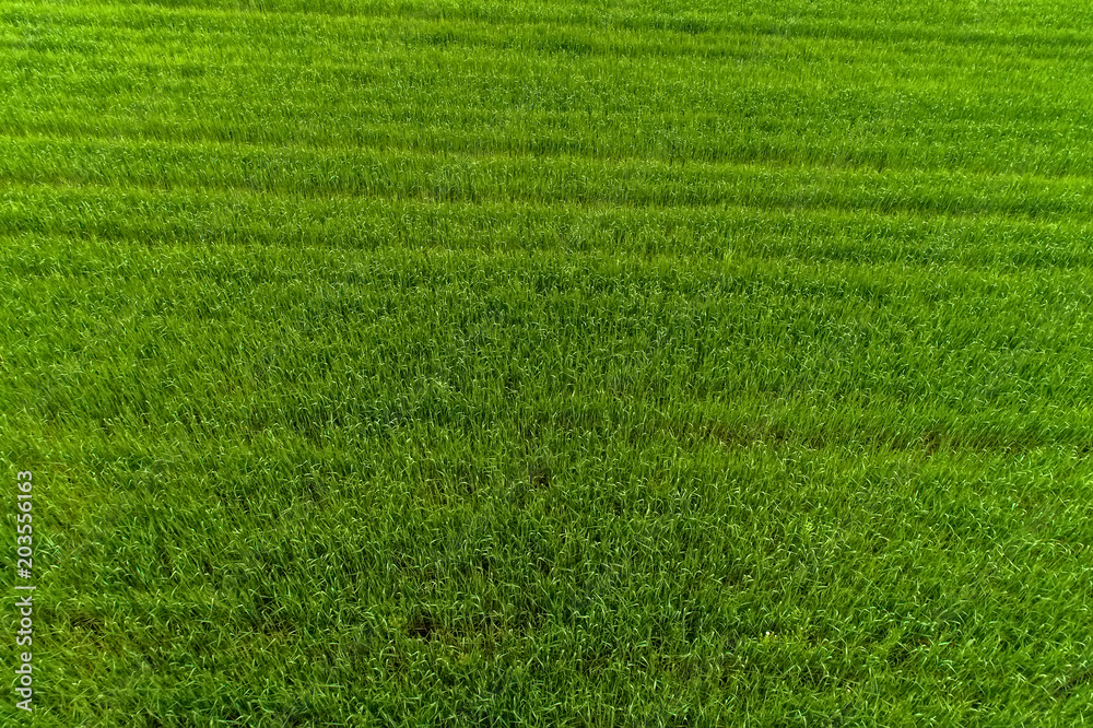 Aerial view over the agricultural fields Aerial view over the agricultural fields