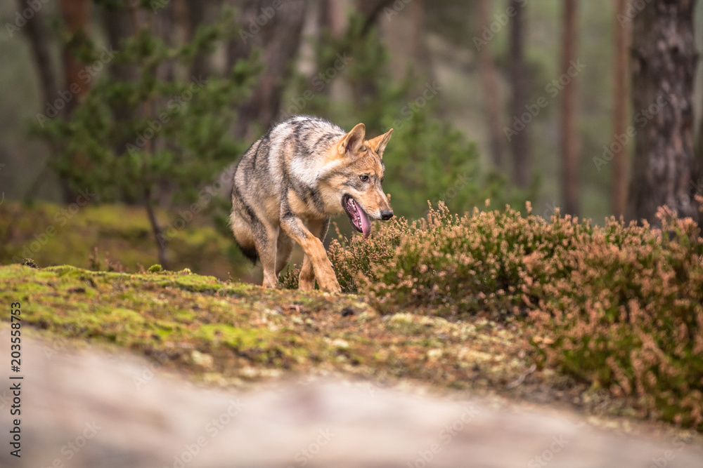 The gray wolf or grey wolf (Canis lupus) standing on a rock The gray wolf or grey wolf (Canis lupus) standing on a rock