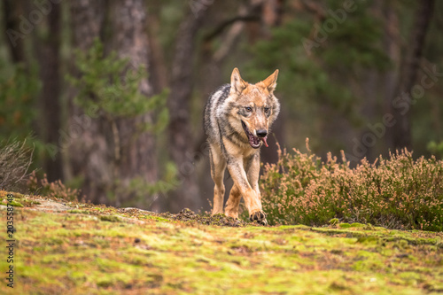 The gray wolf or grey wolf (Canis lupus) standing on a rock 