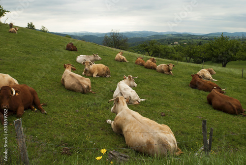 Bovins dans le Pré.