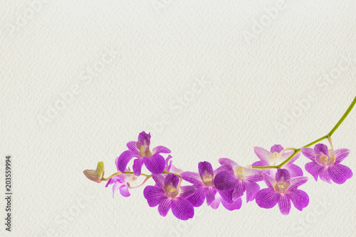 Beautiful violet orchid isolated on white background