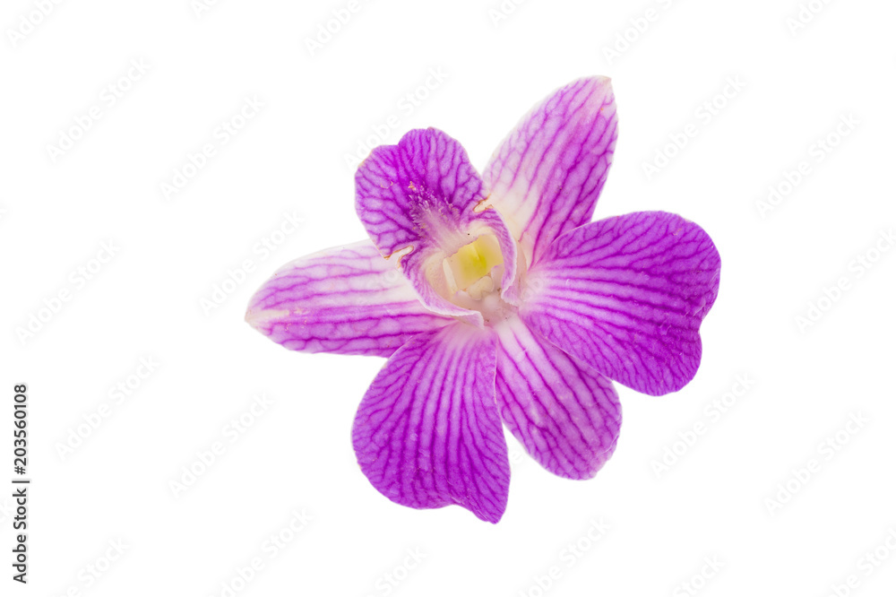 beautiful pink orchid isolate on white background beautiful pink orchid isolate on white background