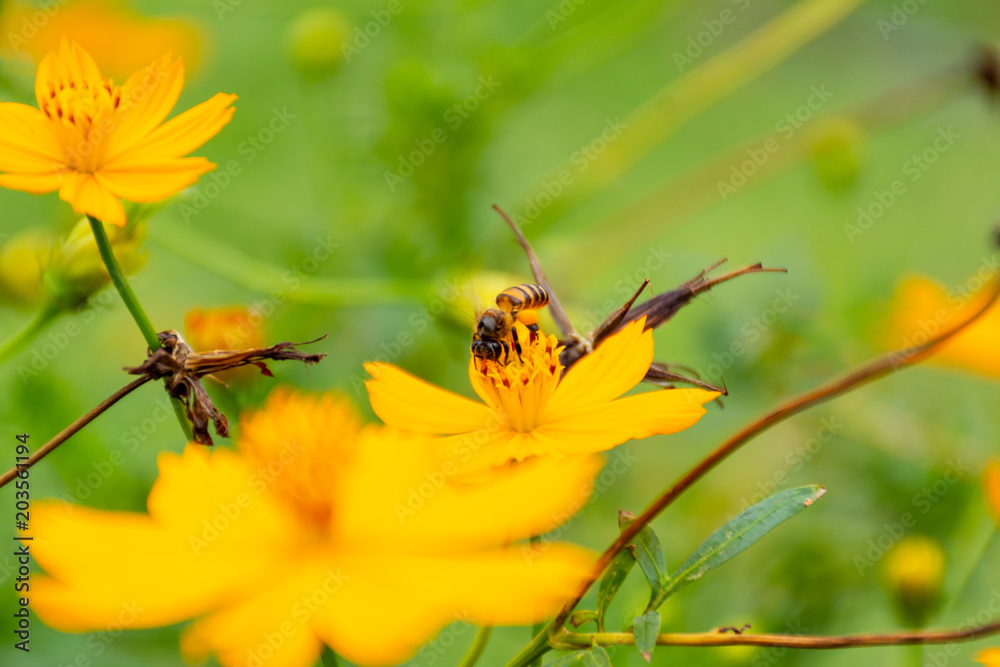 Fototapeta premium Bee on flower pollen in the leg.