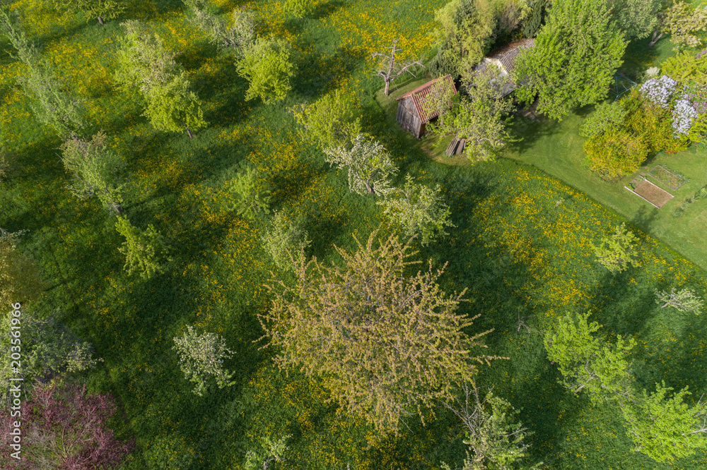 Luftaufnahme blühende Streuobstwiesen im Frühling Luftaufnahme blühende Streuobstwiesen im Frühling