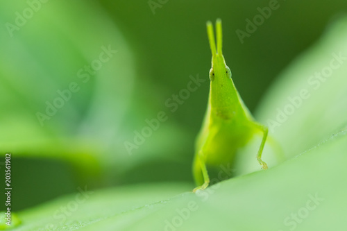 Chinese locust macro portrait