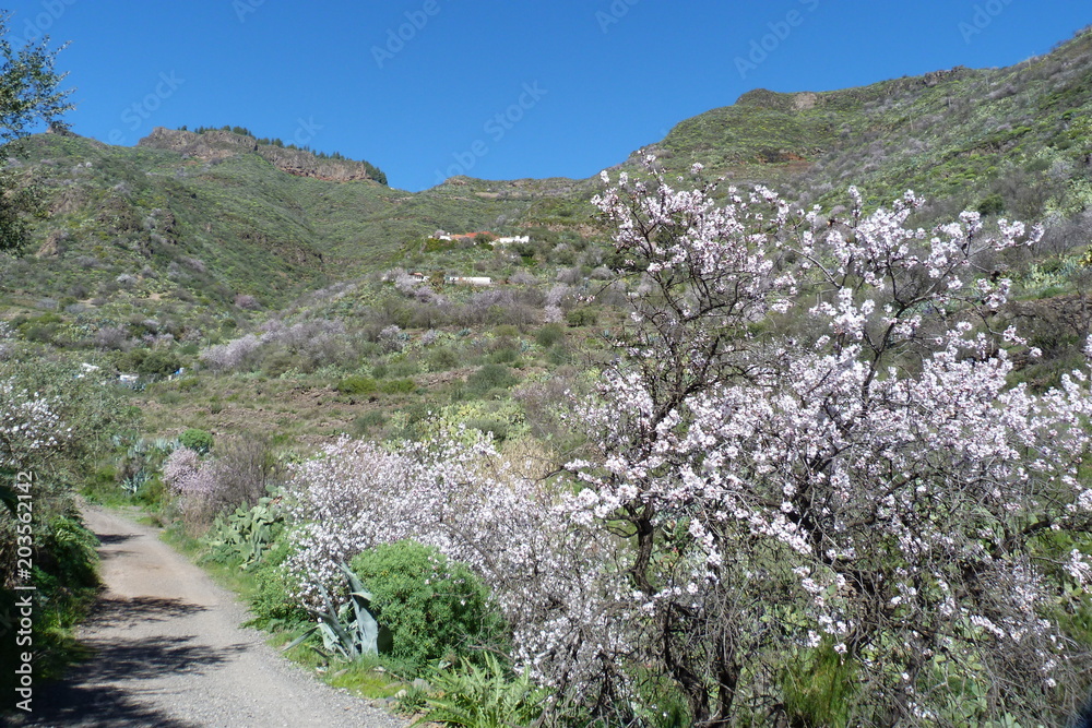 Feldweg auf Gran Canaria mit Mandelbaumblüte.