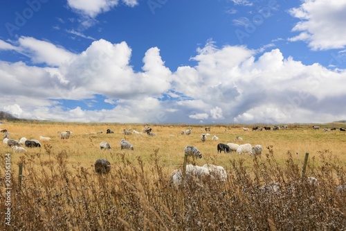 Sheep in pasture Bronnoy aeria Northern Norway