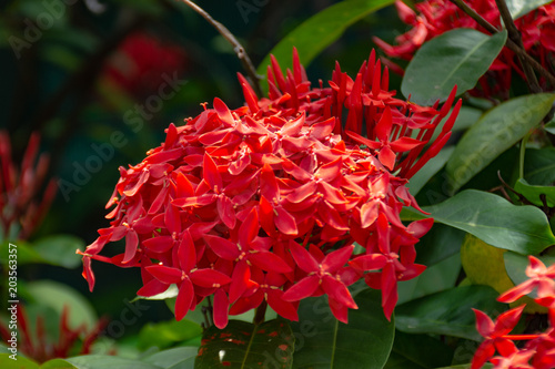 Beautiful Rea Ixora