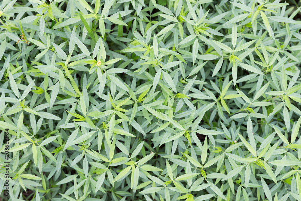 Obraz premium pattern and texture of pretty hedge,background green leaf