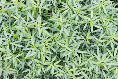 pattern and texture of pretty hedge,background green leaf