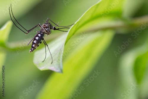 Aedes aegypti Mosquito. Close up a Mosquito Mosquito on leaf,Mosquito Vector-borne diseases,Chikungunya.Dengue fever.Rift Valley fever.Yellow fever.Zika virus. photo
