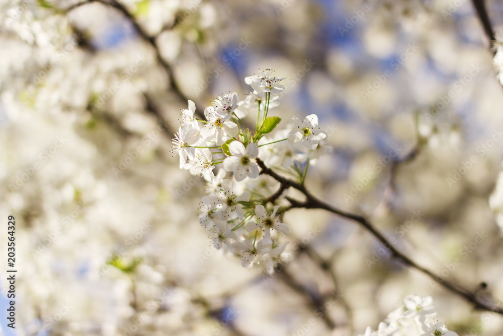 White blossoms on early spring blooming pear tree with blue sky background