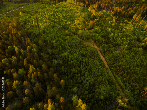 Konstfotografi Aerial view: forest in spring at sunset