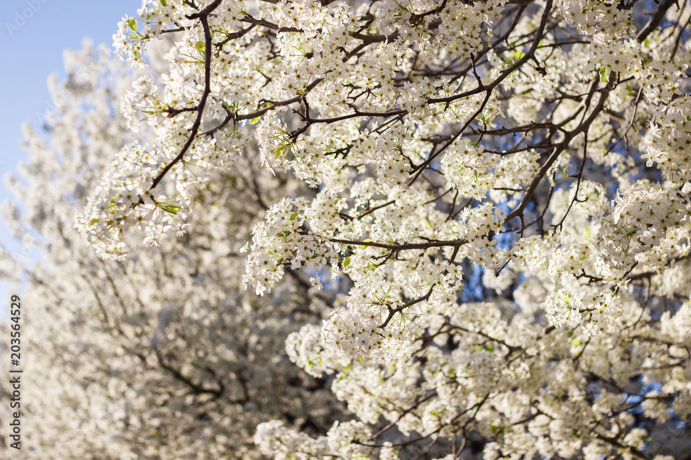 White blossoms on early spring blooming pear tree with blue sky background White blossoms on early spring blooming pear tree with blue sky background