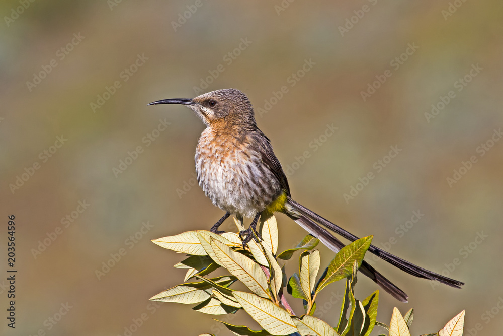 Obraz premium Cape Sugarbird on bush