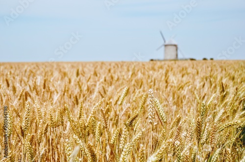 Wheat field in Normandy  France