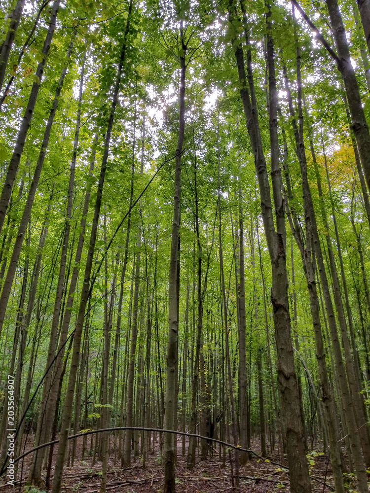 Forest for the Trees Forest for the Trees