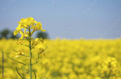 Canola flower field closeup. Beautiful growing yellow plant photo