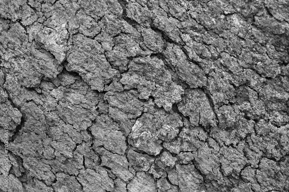 detail of a teak bark texture - monochrome background detail of a teak bark texture - monochrome background