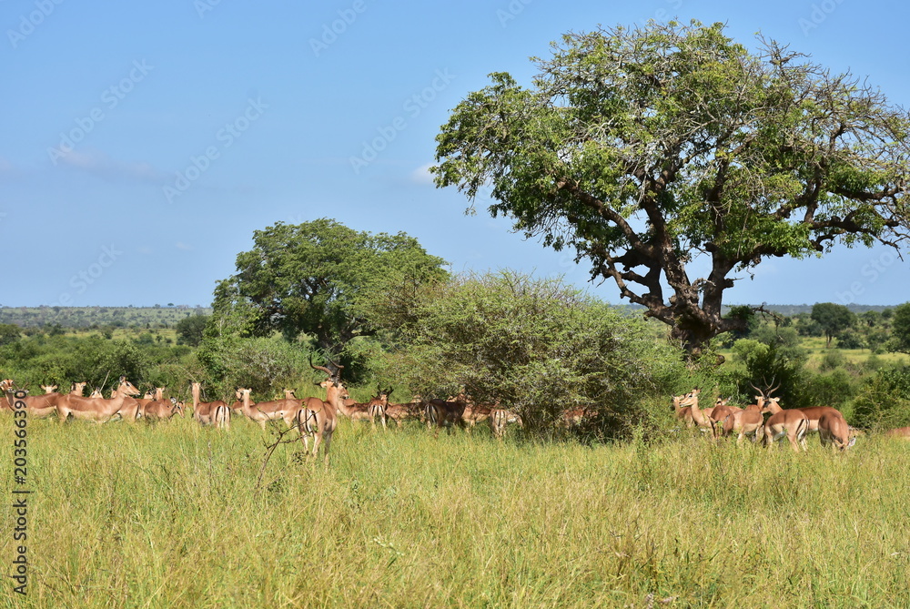 Fototapeta premium landscape winth herd of impalas in Kruger National park in South Africa