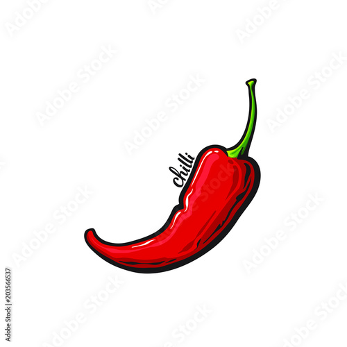 One pepper chili, emblem or logotype, vector illustration isolated on white background, hand drawn illustration, sketch of pepper
