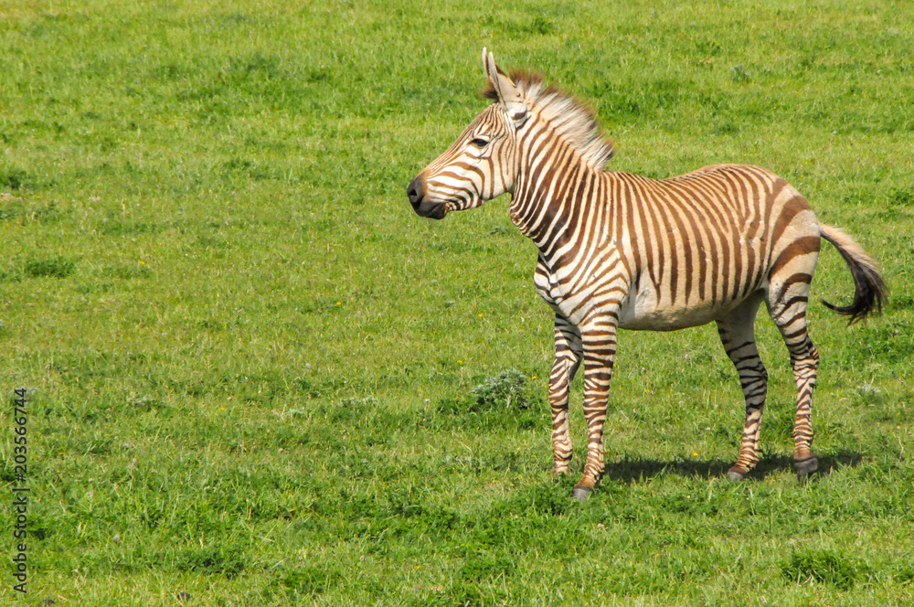 Naklejka premium zebra