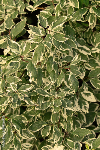 green white leaves