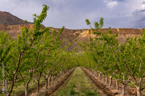 Peach Orchard in Palisade Colorado