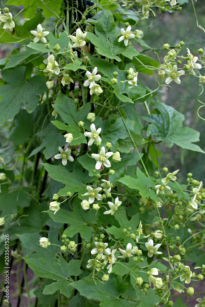 Bryonia dioica plant