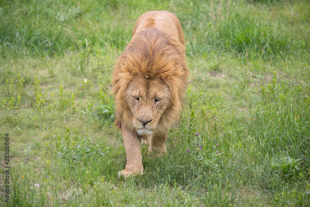 Naklejka premium Old male lion walking in the grass