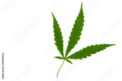  Marijuana Leaf isolate on white background