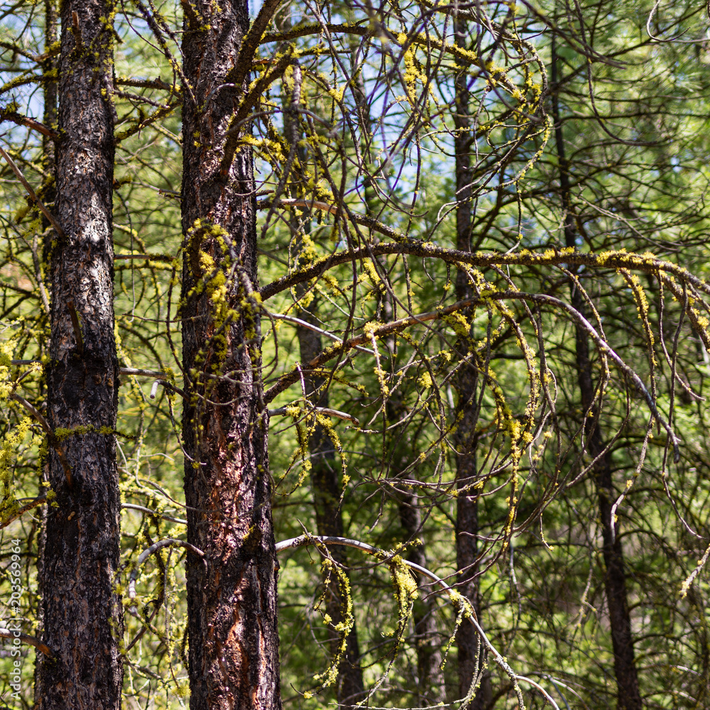 Fototapeta premium Lichens on Ponderosa Pines