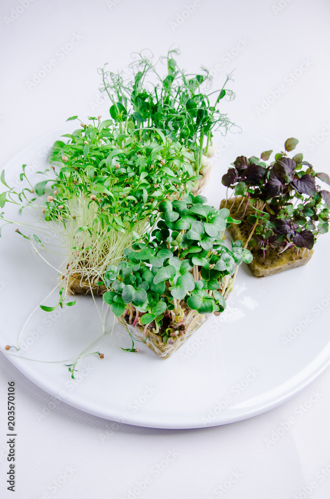 Home grown microgreens - group organic pea, broccoli sprouts grown in petri dish on white background. Sprouts are source of myrosinase enzyme and sulforaphane as anticancer treatment. Home grown microgreens - group organic pea, broccoli sprouts grown in petri dish on white background. Sprouts are source of myrosinase enzyme and sulforaphane as anticancer treatment.