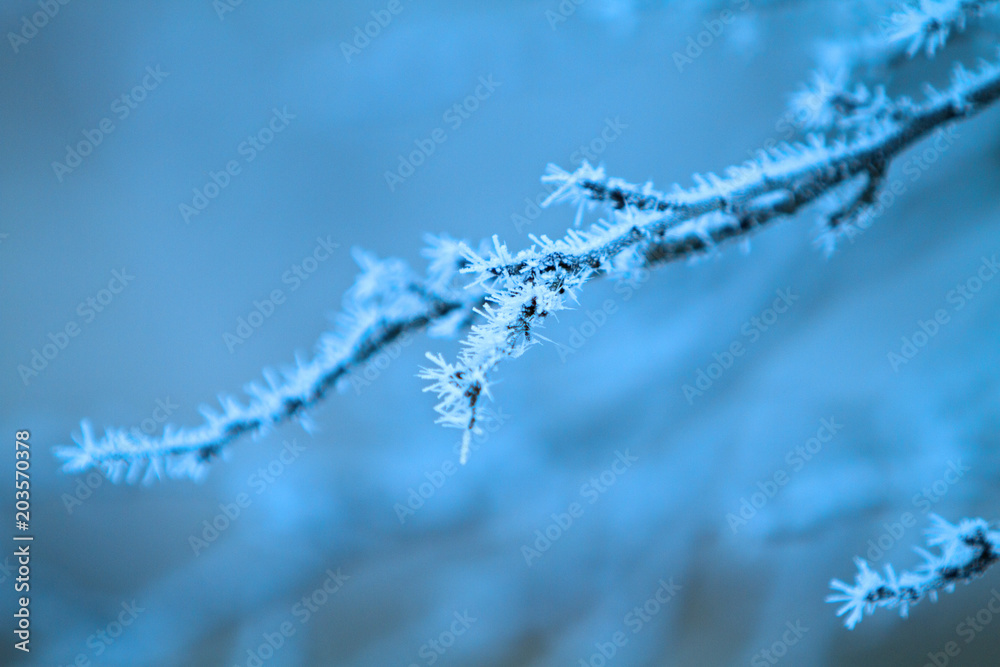 hoarfrost on tree branches