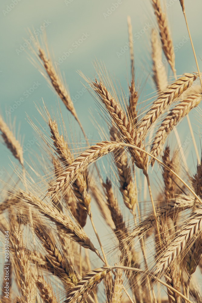 dry wheat ears dry wheat ears