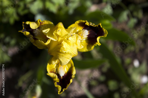 Fototapeta Naklejka Na Ścianę i Meble -  Yellow brown irises - bright spring flowers in the garden for landscaping near the house. Growing beautiful flowers