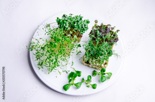 Home grown microgreens - group organic pea, broccoli sprouts grown in petri dish on white background. Sprouts are source of myrosinase enzyme and sulforaphane as anticancer treatment. photo