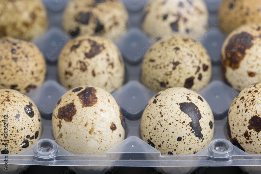 Obraz premium Quail eggs on egg box, side view, focus on front, black background