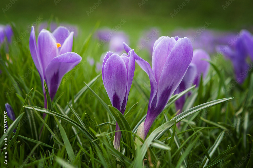 crocuses in soft focus crocuses in soft focus