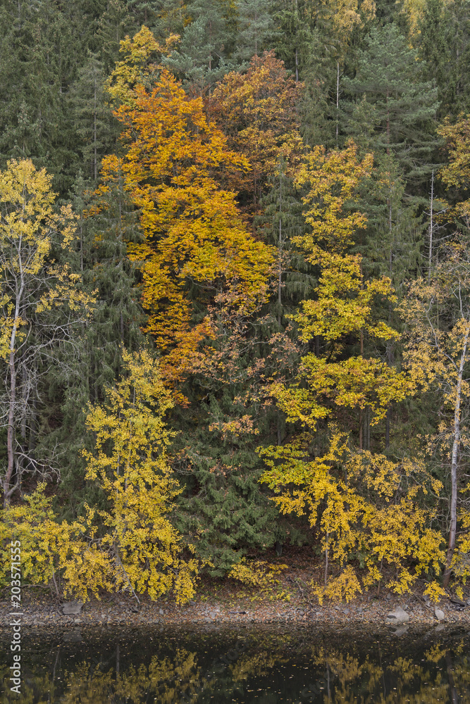 Forest in the fall
Forest in the fall